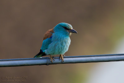 Ghiandaia marina (Coracias garrulus) - European Roller	