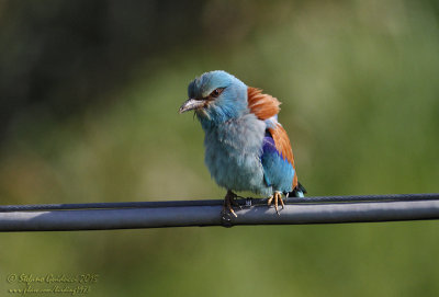 Ghiandaia marina (Coracias garrulus) - European Roller