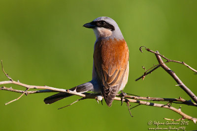 Averla piccola (Lanius collurio) - Red-backed Shrike