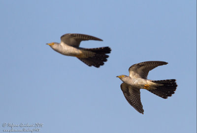 Cuculo (Cuculus canorus) - Common Cuckoo	