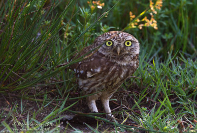 Civetta (Athene noctua) - Little owl