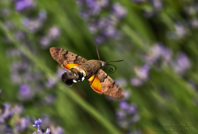 Sfinge del Galio o Farfalla colibr (Macroglossum stellarum)