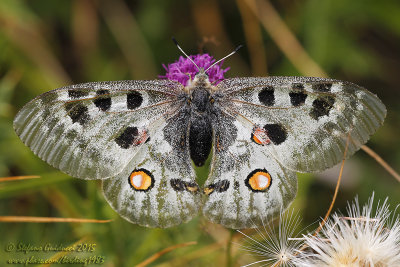 Apollo (Parnassius apollo)