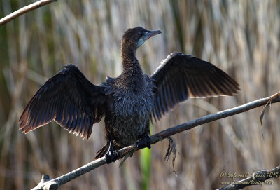 Marangone minore (Phalacrocorax pygmaeus - Pygmy Cormorant	