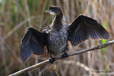 Marangone minore (Phalacrocorax pygmaeus - Pygmy Cormorant	