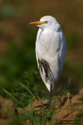 Airone guardabuoi (Bubulcus ibis) - Cattle Egret	