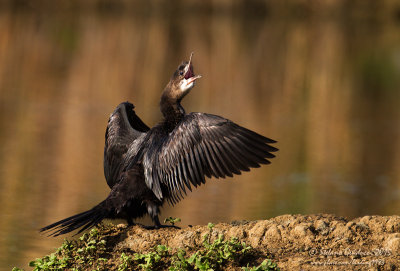 Marangone minore (Phalacrocorax pygmaeus - Pygmy Cormorant	