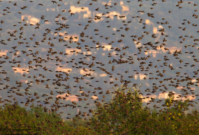 Storno (Sturnus vulgaris) - Starling