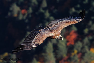 Grifone (Gips  fulvus) - Eurasian Griffon Vulture