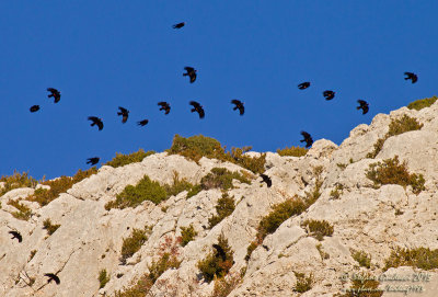 Gracchio corallino (Pyrrhocorax pyrrhocorax) - Red-billed Chough