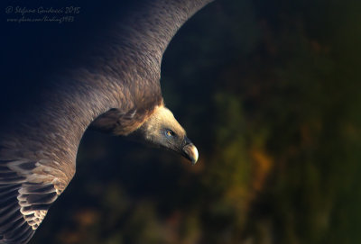 Grifone (Gips  fulvus) - Eurasian Griffon Vulture