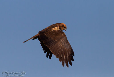 Falco di palude (Circus aeruginosus) -Western Marsh Harrier	