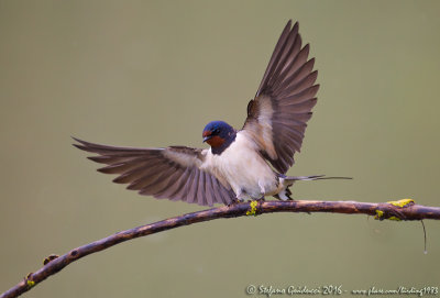 Rondine (Hirundo rustica) - Barn Swallow	