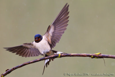 Rondine (Hirundo rustica) - Barn Swallow	