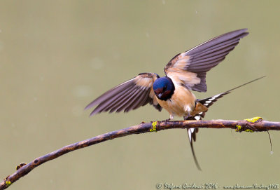 Rondine (Hirundo rustica) - Barn Swallow	