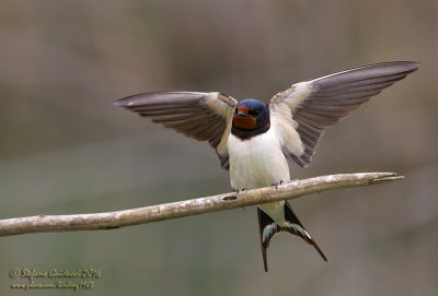 Rondine (Hirundo rustica) - Barn Swallow	