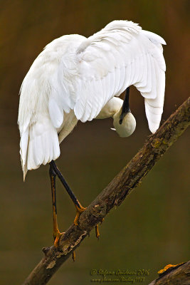 Garzetta (Egretta garzetta) - Little egret