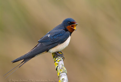 Rondine (Hirundo rustica) - Barn Swallow	