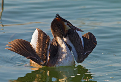 Svasso maggiore (Podiceps crestatus) - Great Crested Grebe