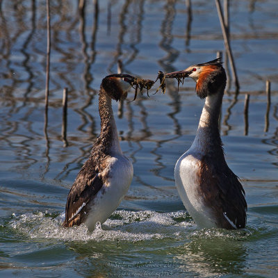 Svasso maggiore (Podiceps crestatus) - Great Crested Grebe