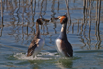 Svasso maggiore (Podiceps crestatus) - Great Crested Grebe