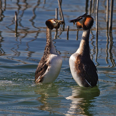 Svasso maggiore (Podiceps crestatus) - Great Crested Grebe