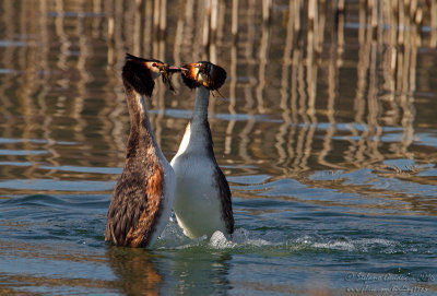 Svasso maggiore (Podiceps crestatus) - Great Crested Grebe