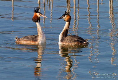 Svasso maggiore (Podiceps crestatus) - Great Crested Grebe