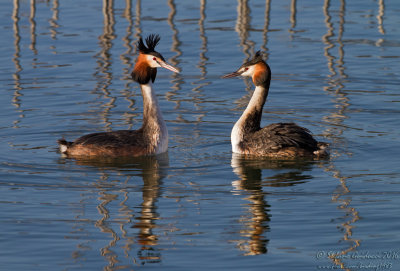 Svasso maggiore (Podiceps crestatus) - Great Crested Grebe