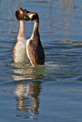 Svasso maggiore (Podiceps crestatus) - Great Crested Grebe