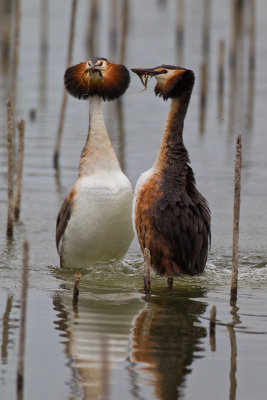 Svasso maggiore (Podiceps crestatus) - Great Crested Grebe