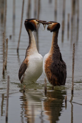 Svasso maggiore (Podiceps crestatus) - Great Crested Grebe