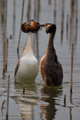 Svasso maggiore (Podiceps crestatus) - Great Crested Grebe