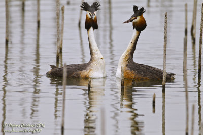 Svasso maggiore (Podiceps crestatus) - Great Crested Grebe