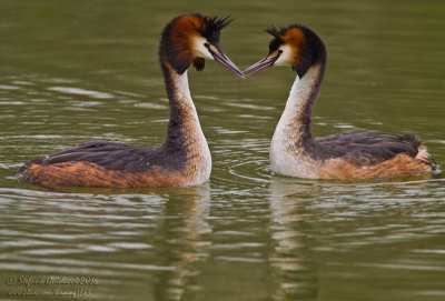 Svasso maggiore (Podiceps crestatus) - Great Crested Grebe