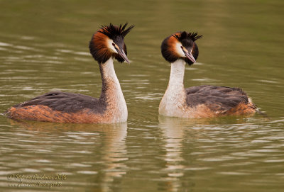 Svasso maggiore (Podiceps crestatus) - Great Crested Grebe