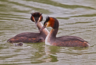 Svasso maggiore (Podiceps crestatus) - Great Crested Grebe