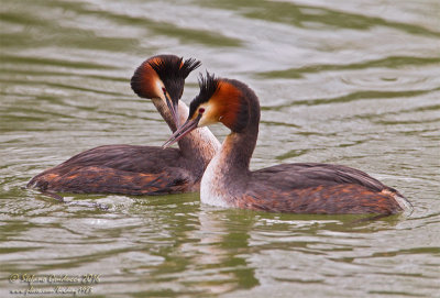 Svasso maggiore (Podiceps crestatus) - Great Crested Grebe