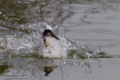 Svasso maggiore (Podiceps crestatus) - Great Crested Grebe