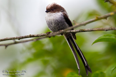 Codibugnolo juv. (Aegithalos caudatus) - Long-tailed Tit
