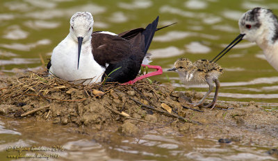 Cavaliere d Italia (Himantopus himantopus) - Black-winged Stilt	