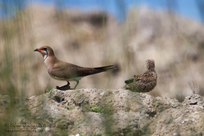 Pernice di mare (Glareola pratincola) - Collared Pratincole	