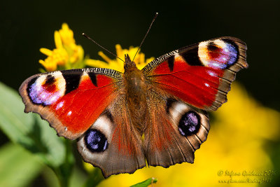 Vanessa io (Inachis io)