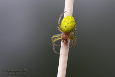 Araniella cucurbitina
