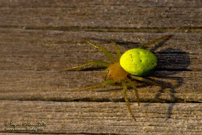 Araniella cucurbitina