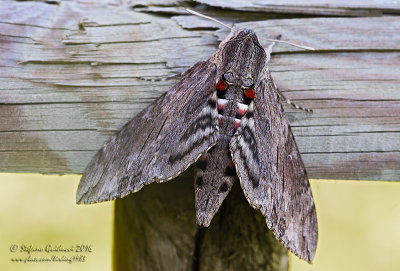 Sfinge del convolvolo (Agrius convolvuli)