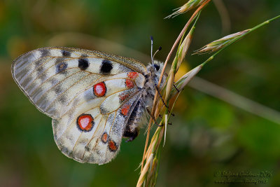Apollo (Parnassius apollo)