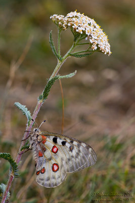 Apollo (Parnassius apollo)