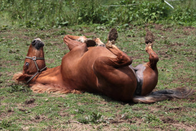 Horse is beauty