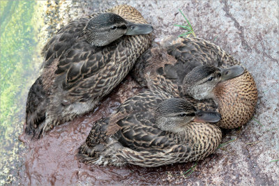 Three web footed fowl.